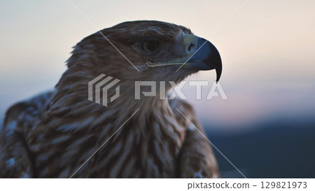 Imperial eagle observing Crimean peninsula at sunset 129821973