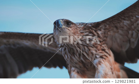 Imperial eagle flying in Crimea with spread wings and blue sky Imperial eagle flying in Crimea with spread wings and blue sky 129821981