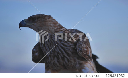 Imperial eagle looking away in Crimean peninsula at dawn Imperial eagle looking away in Crimean peninsula at dawn 129821982