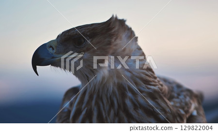 Imperial eagle observing Crimean peninsula at sunset 129822004