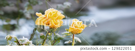Forgotten flower covered with cold needles of frost 129822051