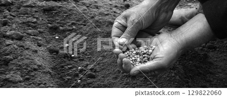 Old human worker sowing a pea 129822060