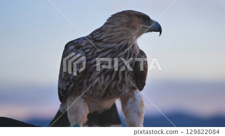 Imperial eagle resting on falconer's glove in Crimea Imperial eagle resting on falconer's glove in Crimea 129822084
