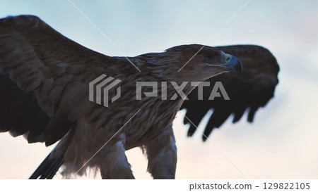 Greater spotted eagle opening wings in Crimea 129822105