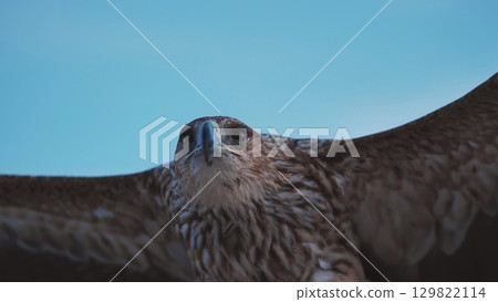 Imperial eagle flying in the blue sky of Crimea, showing wingspan and plumage 129822114