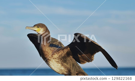 Great cormorant spreading wings on crimean seashore Great cormorant spreading wings on crimean seashore 129822168