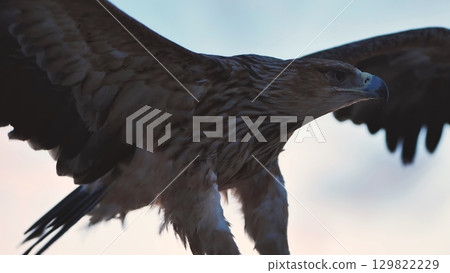 Eastern imperial eagle flying in Crimea peninsula during sunset Eastern imperial eagle flying in Crimea peninsula during sunset 129822229