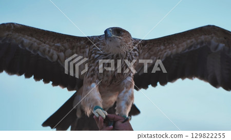 Imperial eagle landing on falconer's hand in Crimea 129822255