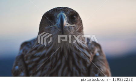 Imperial eagle staring intensely with Crimean peninsula in the background 129822258