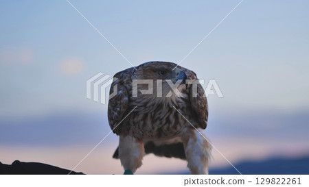 Imperial eagle resting on falconer's glove in Crimean peninsula 129822261
