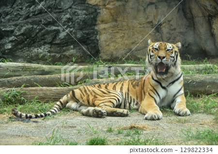 威嚴的東北虎 威嚴的東北虎 129822334