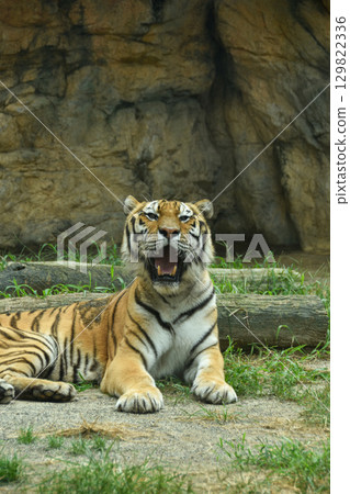 威嚴的東北虎 129822336