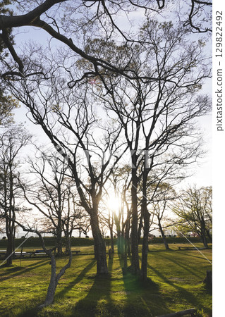 Lakeside park Trees planted on the lakeshore and their long shadows 129822492