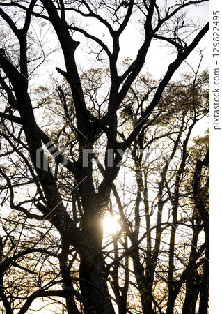 Silhouette of trees in the setting sun Silhouette of trees in the setting sun 129822495