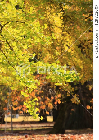Golden ginkgo leaves, yellow leaves, roadside trees 129822607