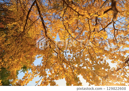 金銀杏葉，黃葉，行道樹 129822608