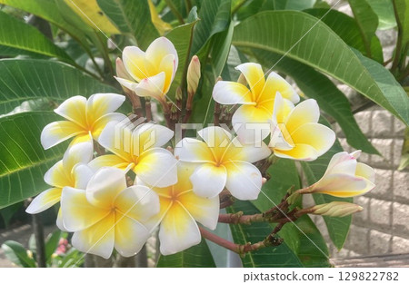 Plumeria flowers blooming in summer 129822782