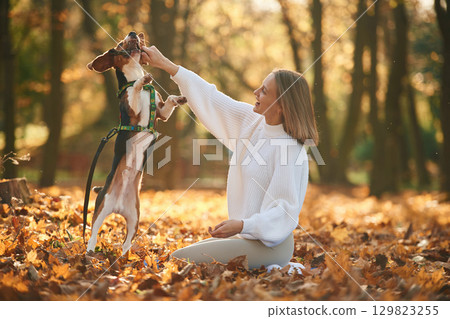 Playing with wooden stick. Woman is with her cute dog in the autumn forest 129823255