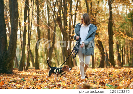 Walking together. Woman is with her cute dog in the autumn forest Walking together. Woman is with her cute dog in the autumn forest 129823275