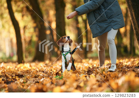 Ground view. Woman is with her cute dog in the autumn forest Ground view. Woman is with her cute dog in the autumn forest 129823283