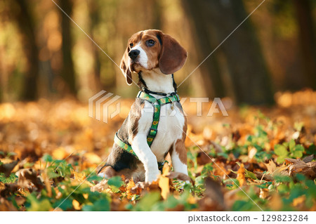 Sitting, enjoying nature. Cute dog with leash is in the autumn forest at daytime Sitting, enjoying nature. Cute dog with leash is in the autumn forest at daytime 129823284