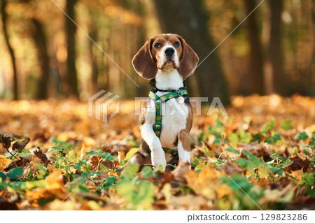 Sitting, enjoying nature. Cute dog with leash is in the autumn forest at daytime Sitting, enjoying nature. Cute dog with leash is in the autumn forest at daytime 129823286