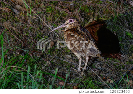 The Amami woodcock is a rare and endangered wild bird endemic to Japan and found on the World Heritage Site of Amami Oshima and Okinawa. 129823493