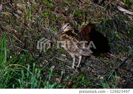 The Amami woodcock is a rare and endangered wild bird endemic to Japan and found on the World Heritage Site of Amami Oshima and Okinawa. 129823497