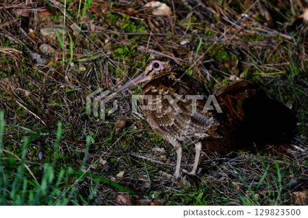 The Amami woodcock is a rare and endangered wild bird endemic to Japan and found on the World Heritage Site of Amami Oshima and Okinawa. 129823500