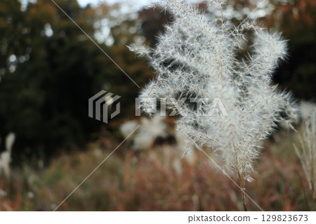 Fluffy ears of Japanese silver grass 129823673