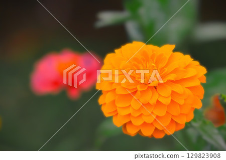 亮橙色百日草 亮橙色百日草 129823908