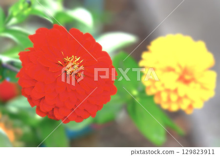 Showy red and yellow zinnias 129823911