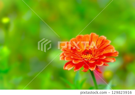亮橙色百日草 129823916