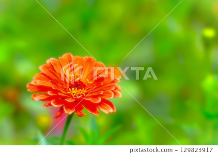 Bright orange zinnia 129823917