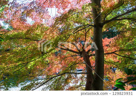 Signs of autumn and colorful maples Signs of autumn and colorful maples 129823931