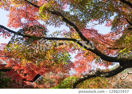 Maple leaves which turned red leaves Maple leaves which turned red leaves 129823937