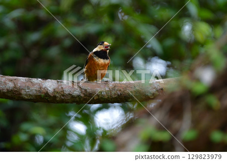 The varied tit is a friendly and cute wild bird that you can encounter in parks and gardens The varied tit is a friendly and cute wild bird that you can encounter in parks and gardens 129823979