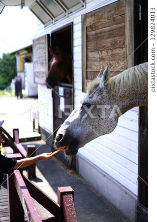 Horses eating carrots 129824013