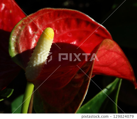 熱帶花卉紅掌特寫 129824079