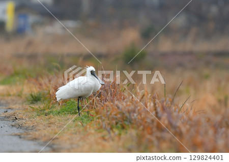 The Black-faced Spoonbill is a rare and endangered winter bird that is often seen around waterside areas in Kyushu in winter. 129824401