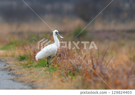 黑臉琵鷺是一種稀有且瀕臨絕種的冬季鳥類，冬季常出現在九州的水邊地區。 129824403