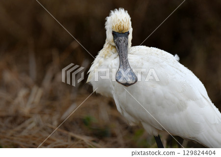 黑臉琵鷺是一種稀有且瀕臨絕種的冬季鳥類，冬季常出現在九州的水邊地區。 129824404