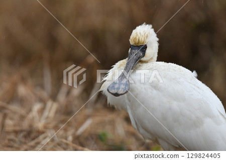 The Black-faced Spoonbill is a rare and endangered winter bird that is often seen around waterside areas in Kyushu in winter. 129824405