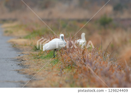 The Black-faced Spoonbill is a rare and endangered winter bird that is often seen around waterside areas in Kyushu in winter. 129824409