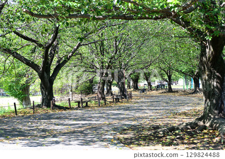 The cool shade of the cherry blossom trees in Samukawa Central Park 129824488
