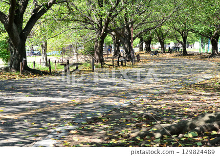 The cool shade of the cherry blossom trees in Samukawa Central Park 129824489