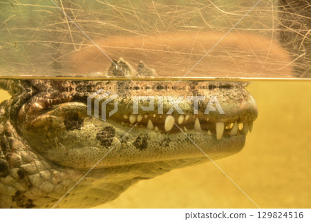 The impressive saltwater crocodile, the world's largest crocodile 129824516