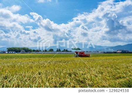 Rice harvesting scenery at the combine 129824538