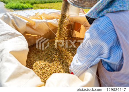 Rice harvesting scenery at the combine Rice harvesting scenery at the combine 129824547