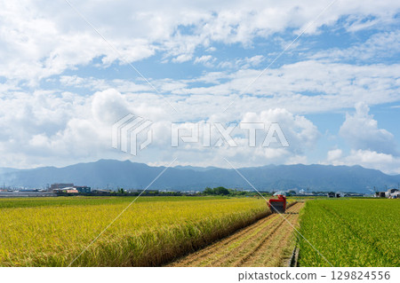 Rice harvesting scenery at the combine Rice harvesting scenery at the combine 129824556
